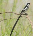 /album/photogallery/pin-tailed-wydha-jpg/